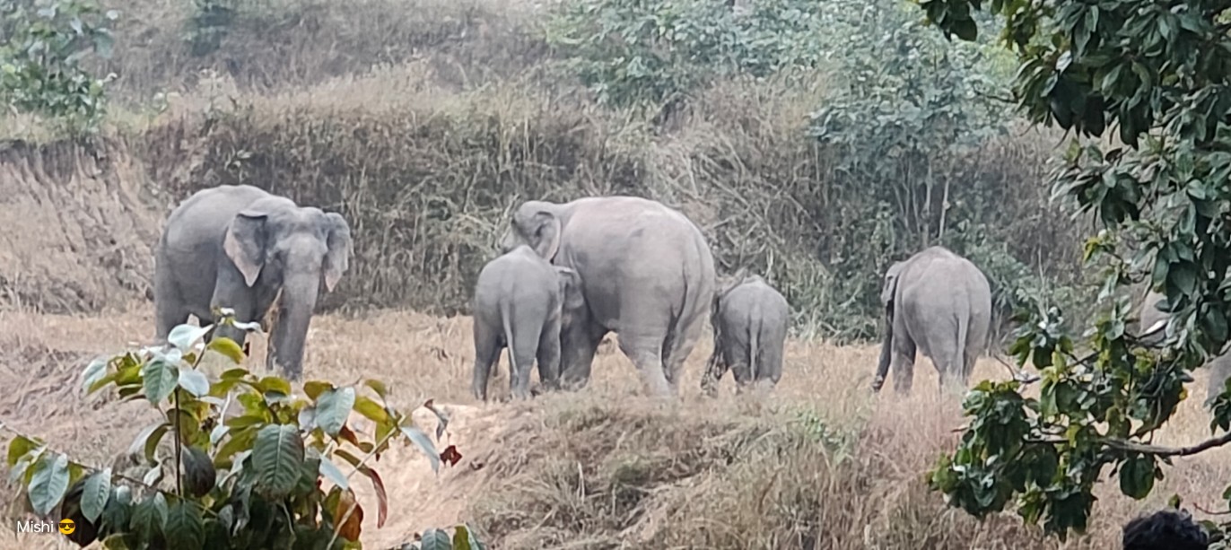 लैलूंगा वन मंडल में 25 जंगली हाथियों का दल सक्रिय, ग्रामीणों को सतर्क रहने की अपील